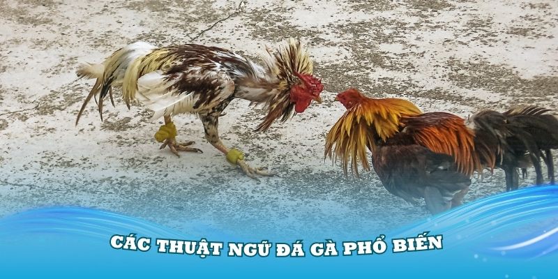 Nắm vững các thuật ngữ đá gà phổ biến trong quá trình nuôi