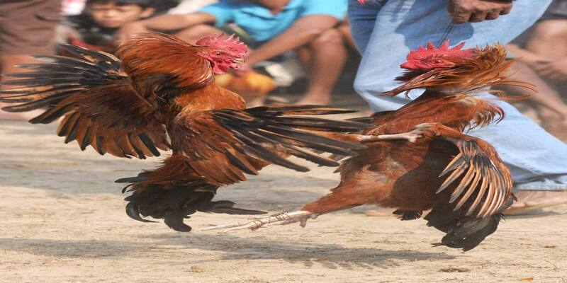 Thành thạo quy luật trong đấu gà 