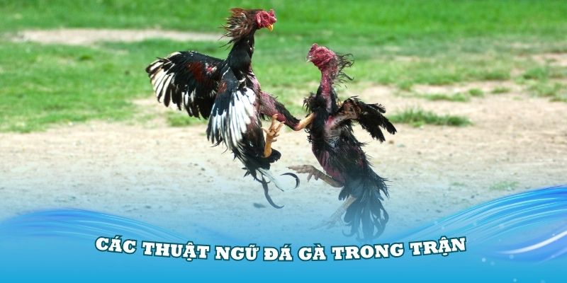 Các thuật ngữ đá gà trong trận